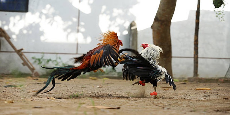 Sảnh Odin Gamecock - Sảnh Đá Gà Được Săn Đón Nhất 2026 Giới thiệu sơ lược về sảnh Odin Gamecock