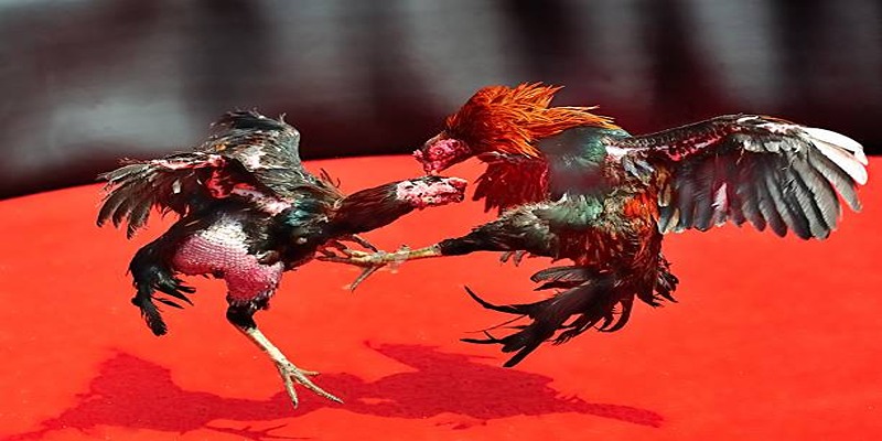 Sảnh Odin Gamecock - Sảnh Đá Gà Được Săn Đón Nhất 2026 Chất lượng phát sóng đỉnh cao, 10 điểm
